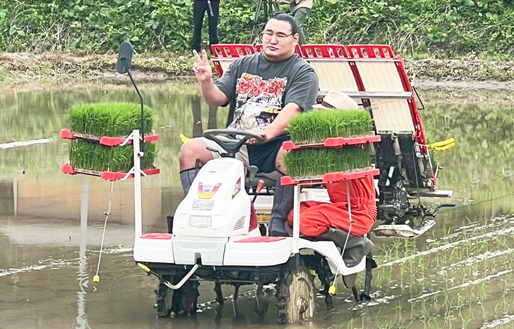 豊昇竜関の田植えの様子